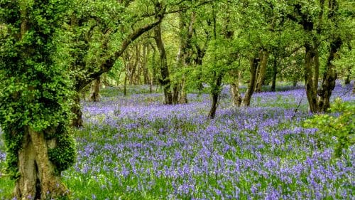 A riot of Bluebells, Downholme