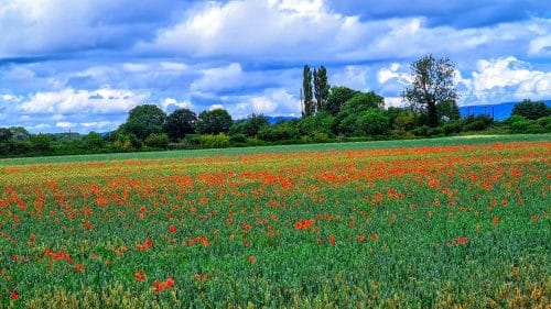 Poppies growing through the crop, outside Thirsk