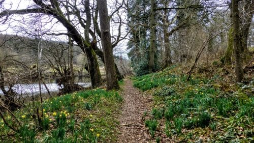 Daffodils line our path beside the river