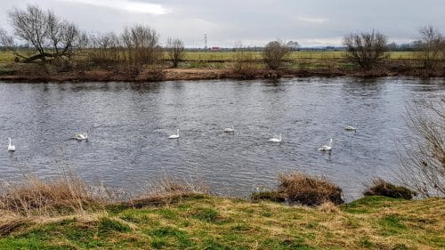 A flotilla of swans, outside Carlisle